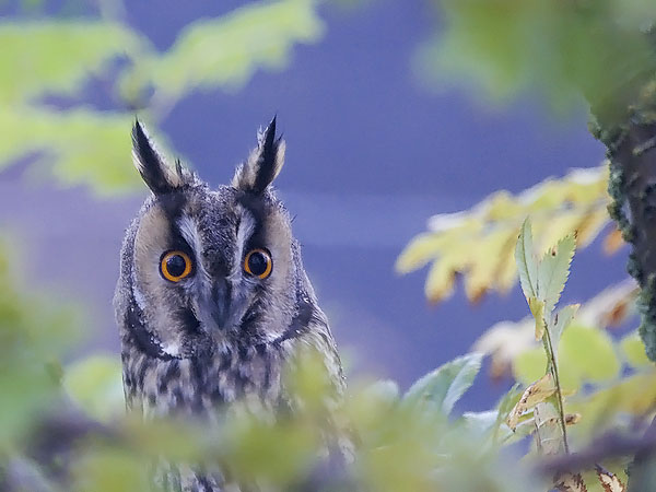Sarvipöllö, Long-eared Owl, Asio otus
